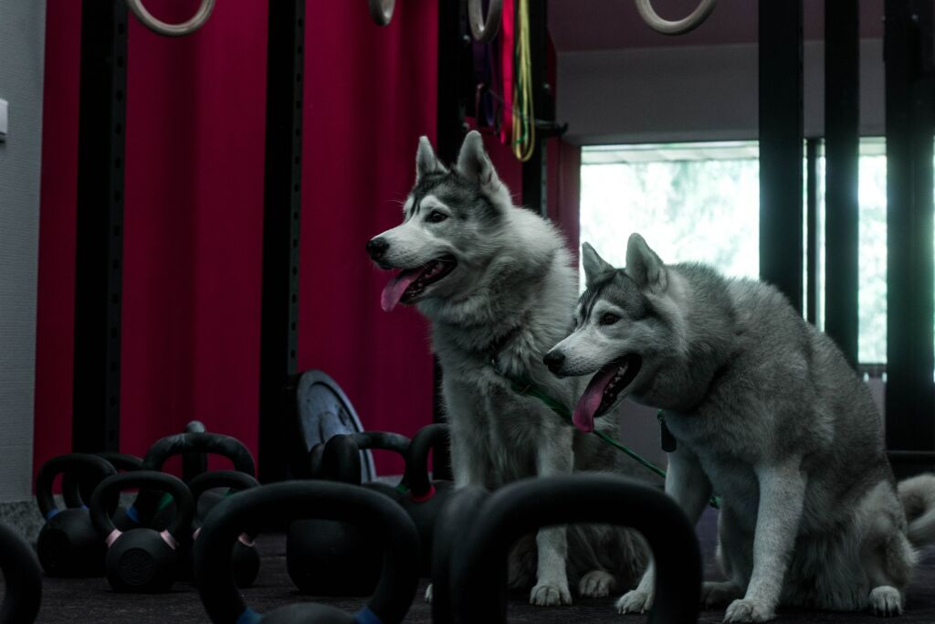 Кроссфит-зал «CrossFit Husky»